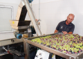 La zafra de la aceituna en Santa Lucía recoge los primeros mil kilos y pone en marcha la almazara