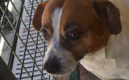 El Ayuntamiento de Ingenio pide la colaboración ciudadana para evitar el abandono y maltrato de animales
